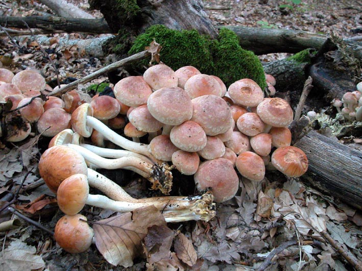quale Hypholoma.....